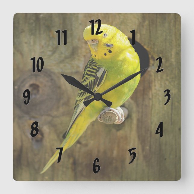 Relógio Quadrado Periquito Amarelo bonito (Frente)