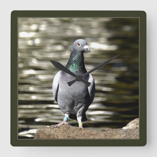 Relógio Quadrado Pigeon (Frente)