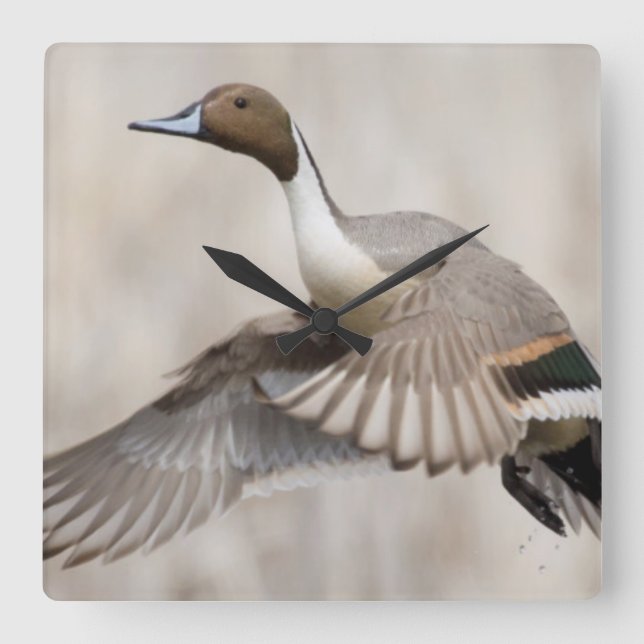 Relógio Quadrado Pintail Drake em Voo (Frente)