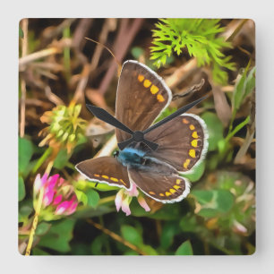 Relógio Quadrado Pintor Polommatus Icarus, Borboleta Azul Comum