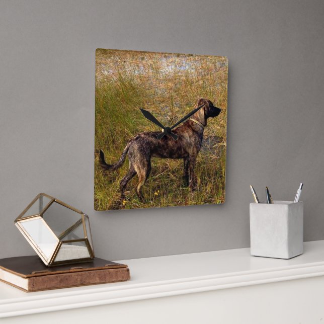 Relógio Quadrado Plott Hound Hunting Dog Wall Clock (Escritório)