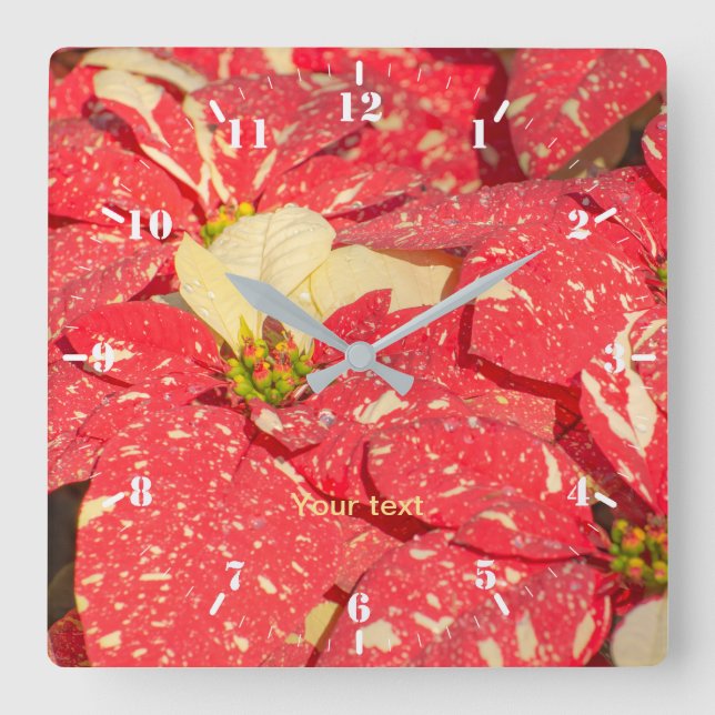 Relógio Quadrado Poinsettia Flower (Frente)