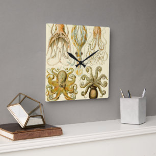 Relógio Quadrado Polvo Lula Gamochonia Vintage por Ernst Haeckel