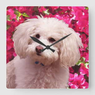 Relógio Quadrado Poodle bonito
