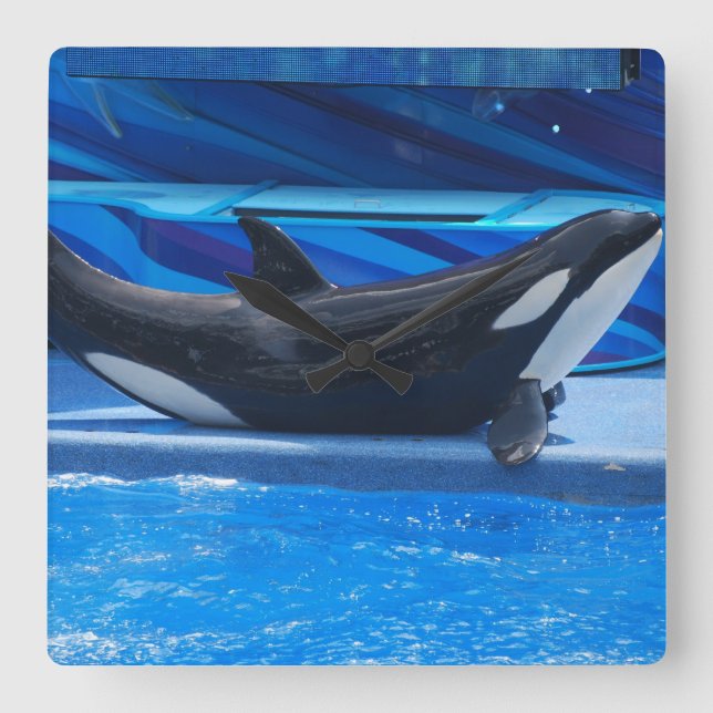 Relógio Quadrado Posing Orca Wall Clock (Frente)