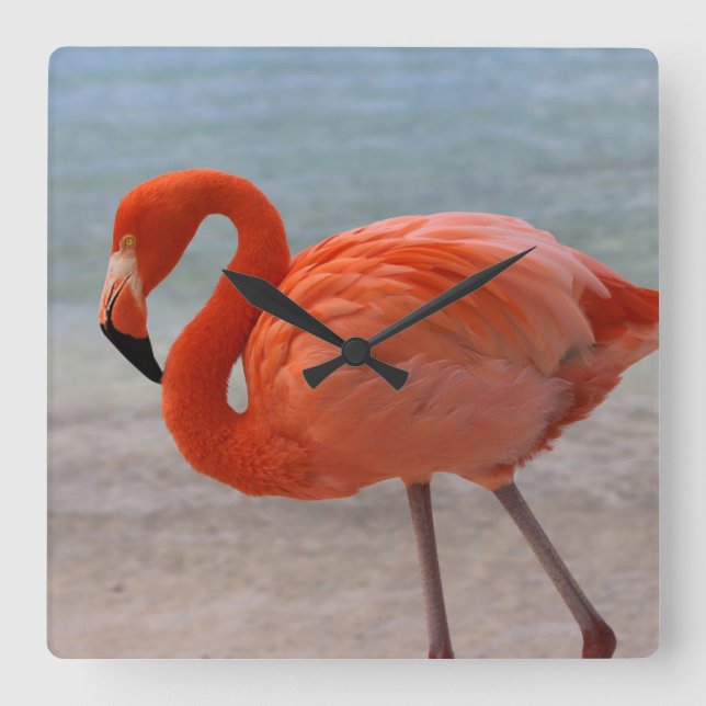 Relógio Quadrado Praias Tropicais | Caribe Flamingo, Aruba (Frente)