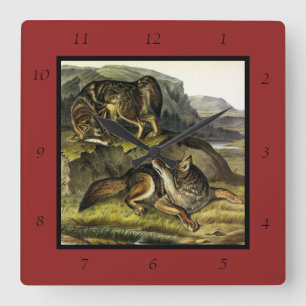 Relógio Quadrado Prairie Wolf (Coyote) dos Quadrupeds de Audubon