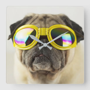 Relógio Quadrado Pug com óculos