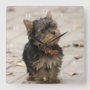 Relógio Quadrado Pulso de disparo bonito bonito do cão do yorkshire
