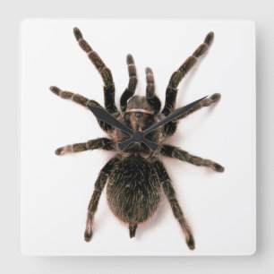 Relógio Quadrado Pulso de disparo de parede da aranha do Tarantula