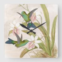 Pulso de disparo de parede dos colibris de Goulds