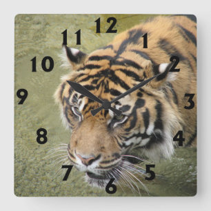Relógio Quadrado Pulso de disparo quadrado do tigre
