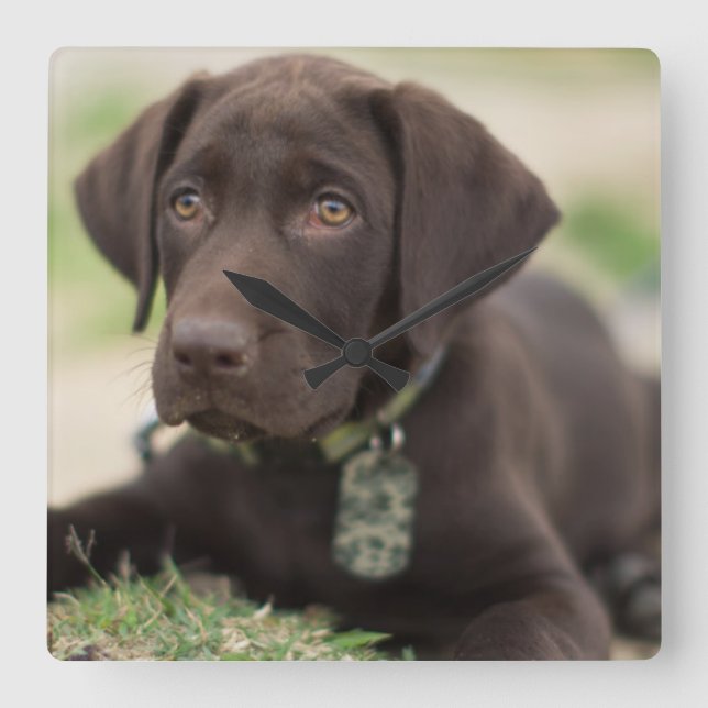 Relógio Quadrado Puppia de chocolate (Frente)