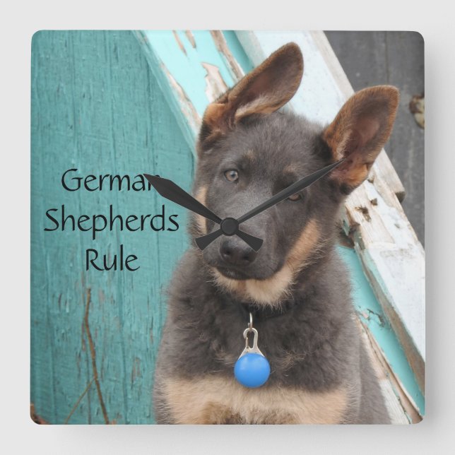 Relógio Quadrado Puppy German shepherd Azul Adorável (Frente)