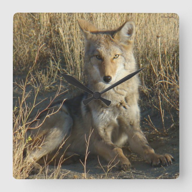 Relógio Quadrado R15 Coyote Deitado (Frente)
