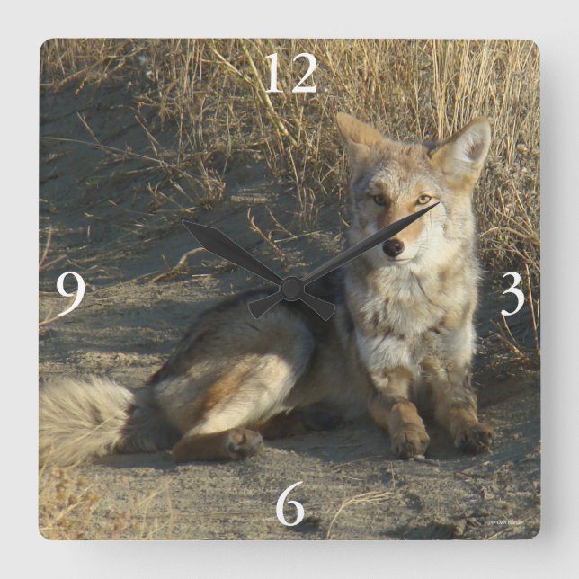 Relógio Quadrado R19 Coyote Deitado (Frente)