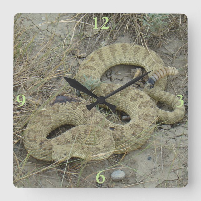 Relógio Quadrado R20 Prairie Rattlesnake ferida (Frente)