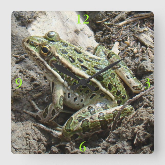 Relógio Quadrado R3 Rã-Leopardo (Frente)