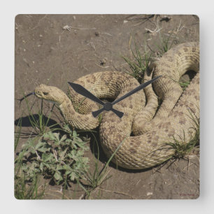Relógio Quadrado R6 Prairie Rattlesnake