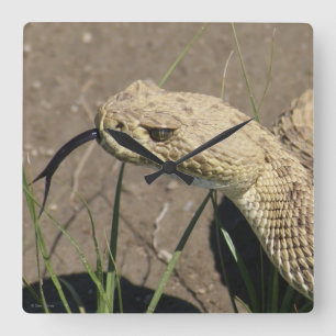 Relógio Quadrado R8 Prairie Rattlesnake Head Shot