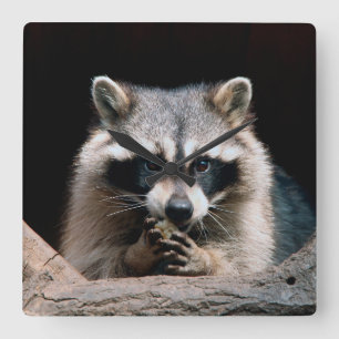 Relógio Quadrado Raccoon 004