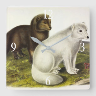 Relógio Quadrado Raposa Árctica (Raposa Branca, Raposa Polar, Rapos