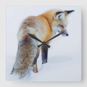 Relógio Quadrado Red Fox in Winter