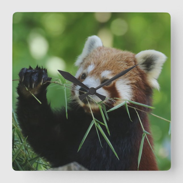 Relógio Quadrado RedPanda 002 (Frente)