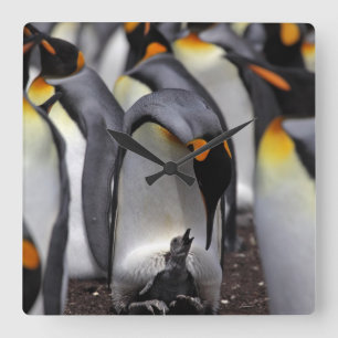 Relógio Quadrado Rei pinguim com pintinho
