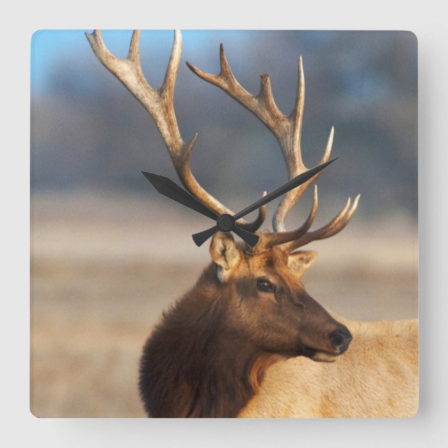 Relógio Quadrado Retrato de um alce impressionante do touro (Frente)