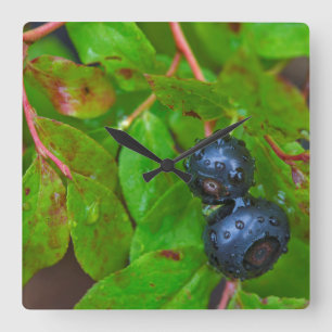 Relógio Quadrado Ripe huckleberries in a light rain