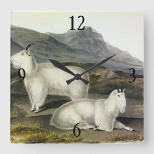 Relógio Quadrado Rocky Mountain Goat (Americana de Capra por Audubo