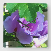 Rosa de Sharon roxo ou de hibiscus Syriacus