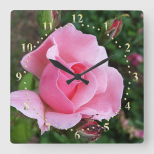 Relógio Quadrado rosa rosa florescendo