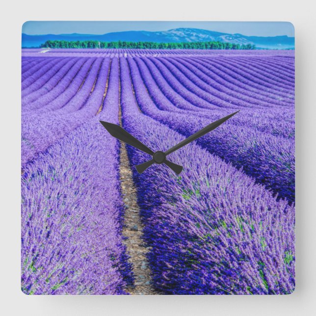 Relógio Quadrado Rows of Lavender, Provence, France (Frente)