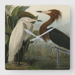 Relógio Quadrado Roxo Heron - das Aves da América de Audubon