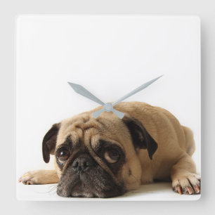 Relógio Quadrado Sad Pug