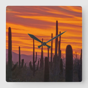 Relógio Quadrado Saguaro, pôr do sol, Parque Nacional Saguaro