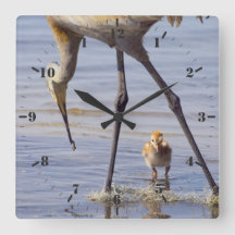 Santuário com pintinho (colt) no lago da Flórida