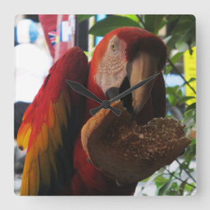Relógio Quadrado Scarlet Macaw Comendo Brinde
