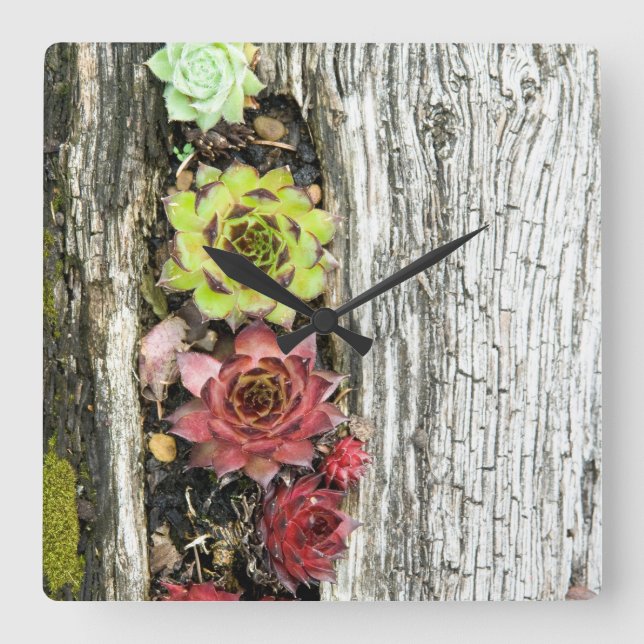 Relógio Quadrado Sempervivum (Frente)