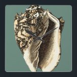 Relógio Quadrado Shell de Conch Teal<br><div class="desc">Nesta linda concha branca e preta,  você pode ver o sombreamento de uma concha natural muito nítida e clara.  Você pode se imaginar na praia caçando conchas ou brincando na areia. Coloque esta arte náutica de concha de chás em seus produtos favoritos hoje!</div>