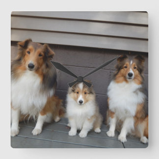 Relógio Quadrado Sheltie Trio Wall Clokd