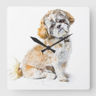 Relógio Quadrado Shih Tzu Dog Wall Clock