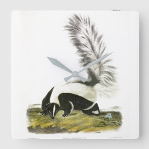 Relógio Quadrado Skunk Hooded ou Skunk de cauda grande do Audubon
