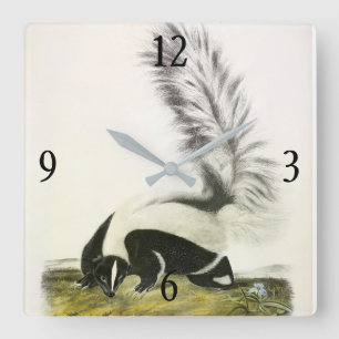 Relógio Quadrado Skunk Hooded ou Skunk de cauda grande do Audubon