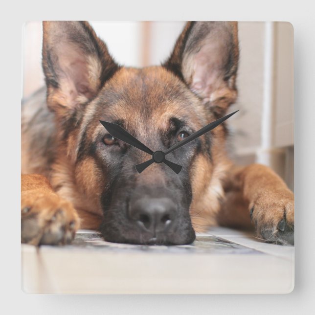 Relógio Quadrado Sleepy German Shepherd Your Own Dog Photo  (Frente)