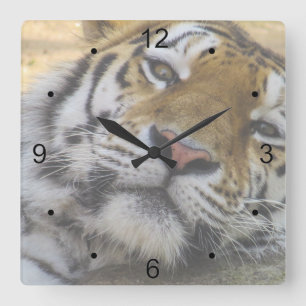 Relógio Quadrado Sleepy Tiger