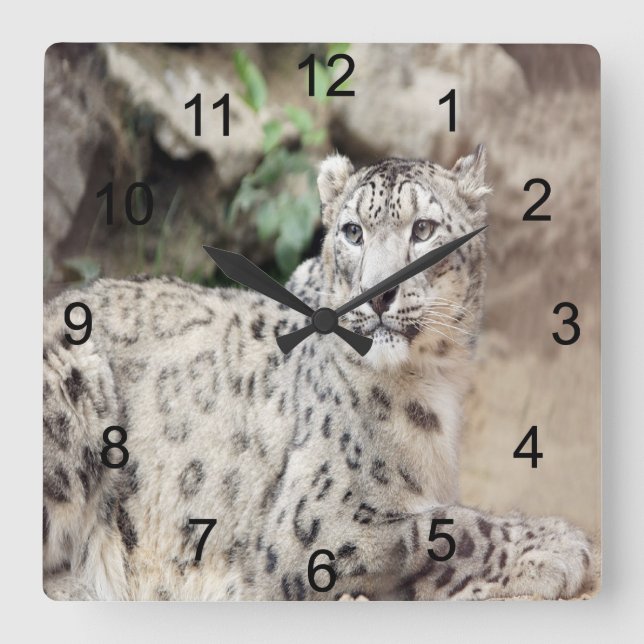Relógio Quadrado Snow Lepard (Frente)