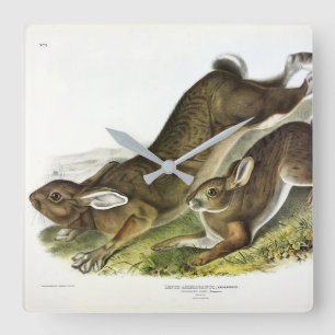 Relógio Quadrado Snowshoe Hare, verão (Norte Hare) de Audubon